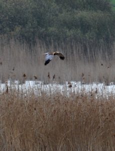 A marsh harrier hunting over the reeds