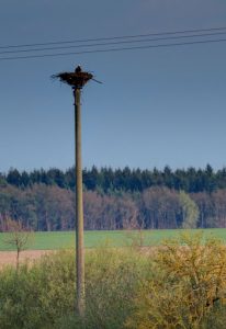 A local Osprey at nest