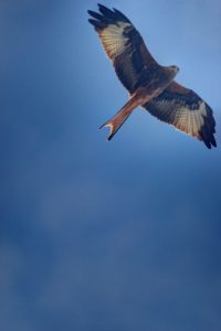 A red kite soars overhead near Germany For Kids