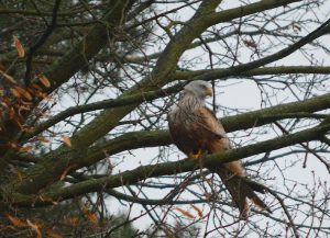 A Red Kite on a roadside perch at Minzow near Germany For Kids