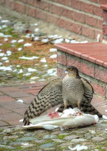 Sparrowhawk with prey in nearby Roebel