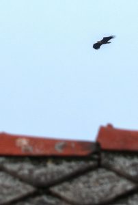 A White Tailed Eagle soars over the village of Leizen